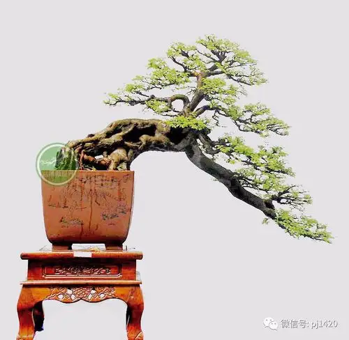 临水而生 意趣浓!