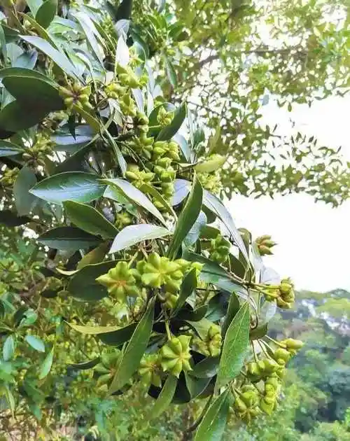 八角茴香是一种什么样的植物