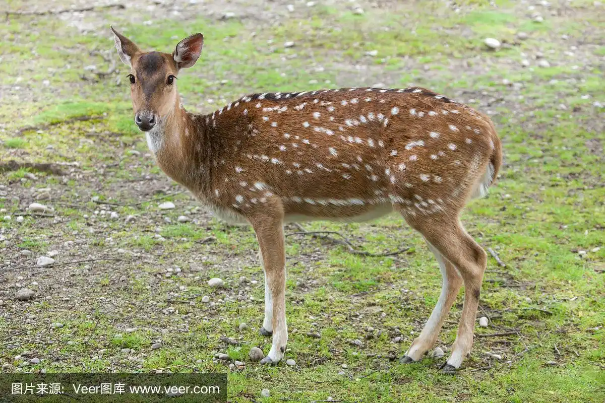 chital(轴心),又称花鹿.
