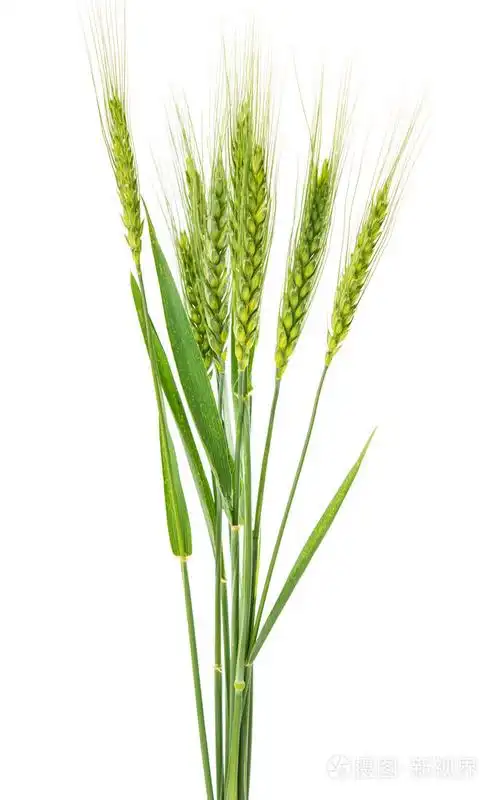 孤立的绿色小麦