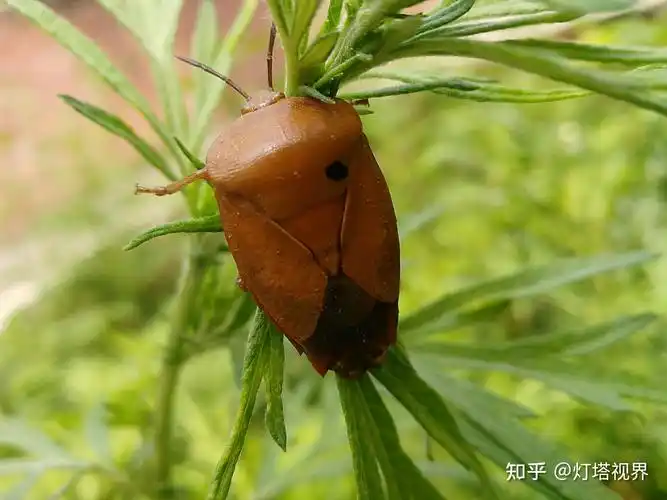 这只蝽虫是卡其色的(1)126 播放 · 0 赞同视频