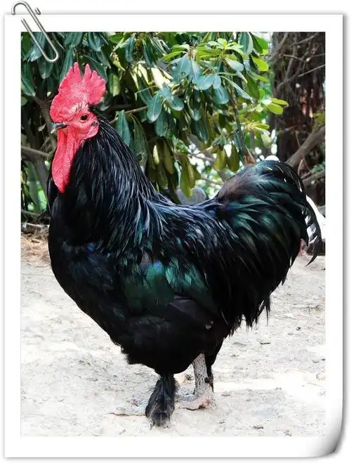 黑公鸡