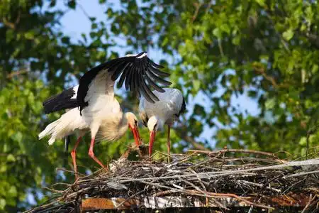 白鹳在爱中蓝蓝的天空背景上的美丽的爱情鹳美丽英勇鹳鹭鹤爱.
