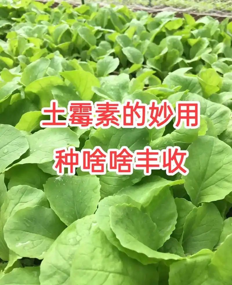 小小土霉素用处大.土霉素在农业种植上的妙用 - 抖音