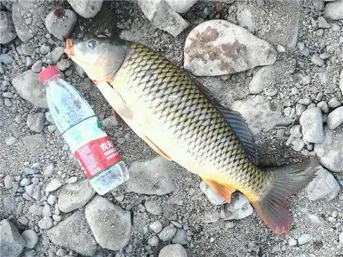 钓鱼初学者必须掌握的钓鲤鱼技巧(上)