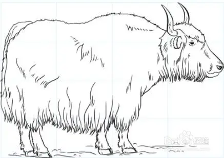 如何绘制牦牛