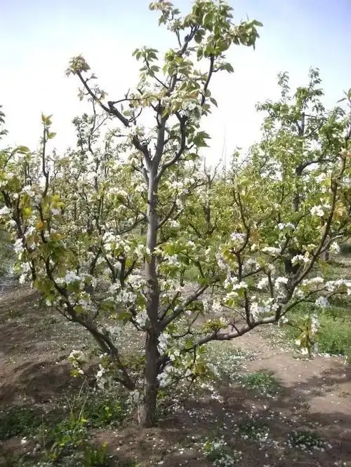 梨树十二种整形方法,你家用的是哪种_树形