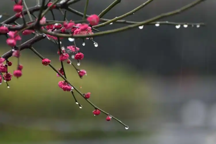 梅花雨