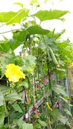 若大一个菜园,被分隔成了无数个小菜园,各种的蔬菜应有尽有,忙着绽眄