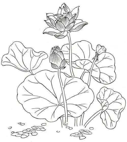 荷花怎么画简笔画荷花怎么画简笔画图片