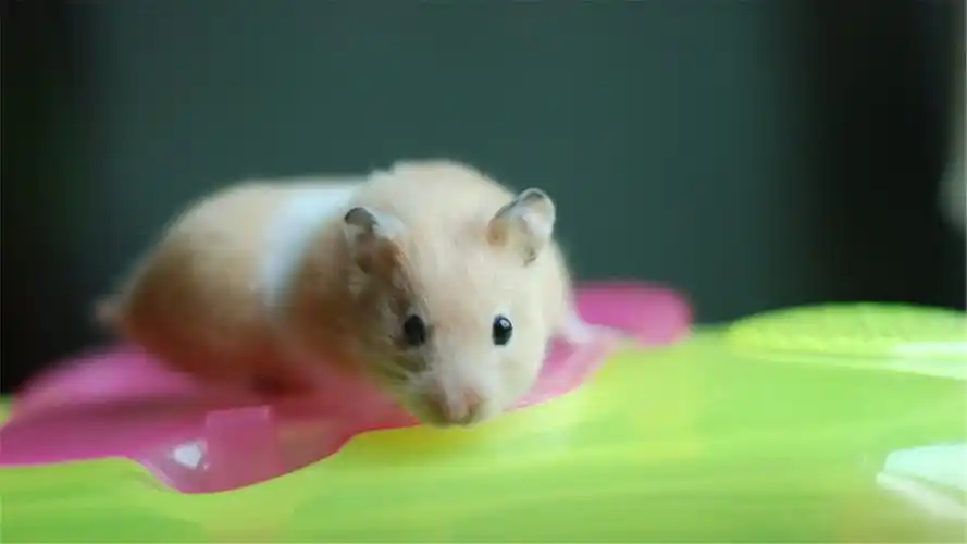 可爱的金丝熊仓鼠图片高清电脑桌面壁纸下载