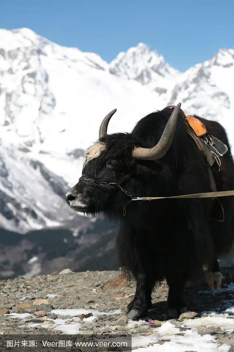 高加索牦牛的肖像与山的背景