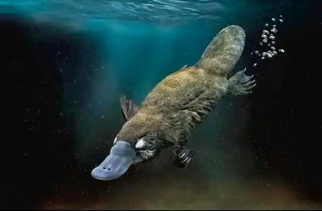 鸭嘴兽图片 鸭嘴兽图片神奇宝贝(图2)