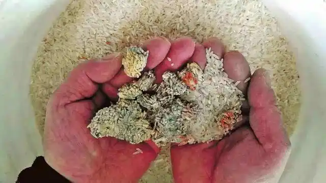 尤其容易污染花生,玉米,稻谷,大豆,小麦等粮油制品,黄曲霉素可导致