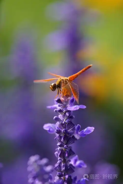 蜻蜓靠薰衣草花