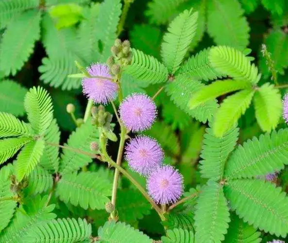 有趣的含羞草(小学四年级作文——唐智贤)
