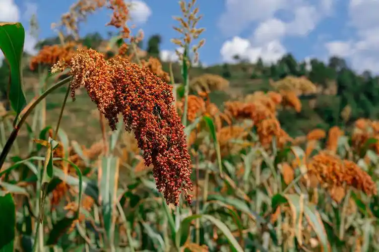 东北高粱的沃土滋养,小红梁的生长环境可谓贫瘠小红梁需要历经大约130