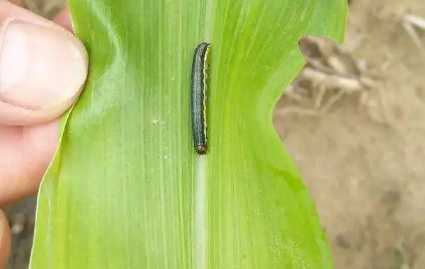 防治玉米粘虫用什么药剂效果好