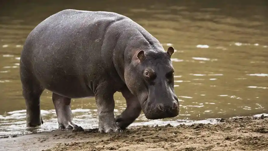 庞大的河马图片第2张