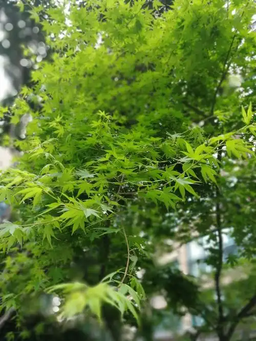春天里的枫树,虽然没有秋天的红火,但是碧绿碧绿的嫩叶,看着非常有