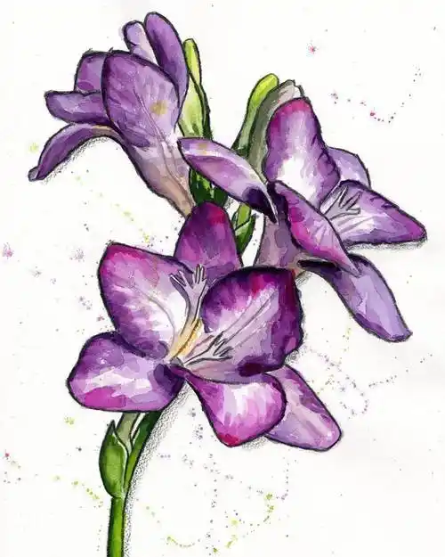蝴蝶兰紫鸢尾细腻的水彩花卉手绘作品欣赏