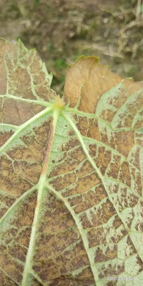 赵老师请帮我辨认一下下面的葡萄叶上是不是锈病