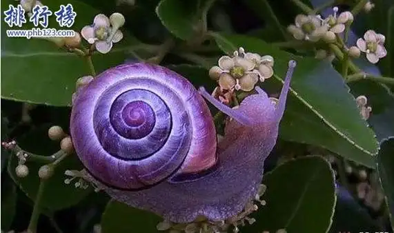 动物,它的壳又薄又轻,一般为紫色,白色和淡蓝色,陀螺形,触角分叉,眼睛