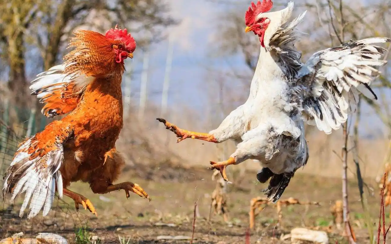 两只大公鸡之间的决斗 4k高清摄影