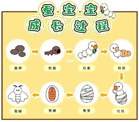 蚕宝宝成长过程图