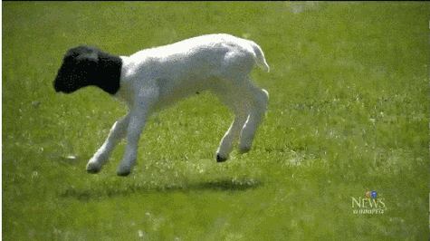 在徐州,没有一只羊能活过伏天