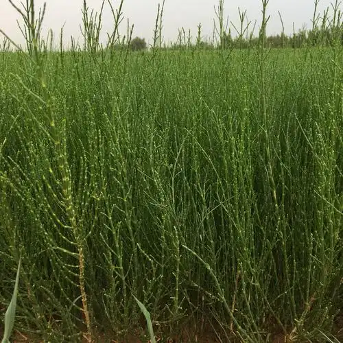 新疆梭梭苗供应商