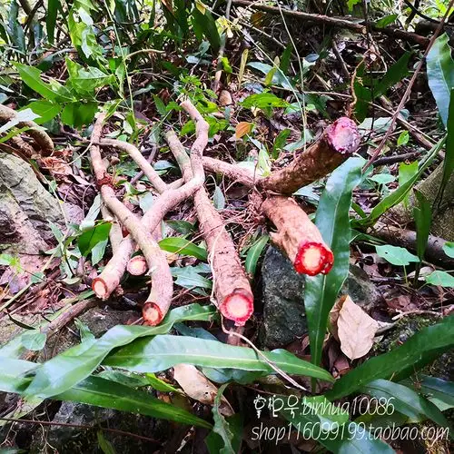 野生鸡血藤新鲜小血藤 500g包邮血风藤小叶鸡血藤广东滋补汤料