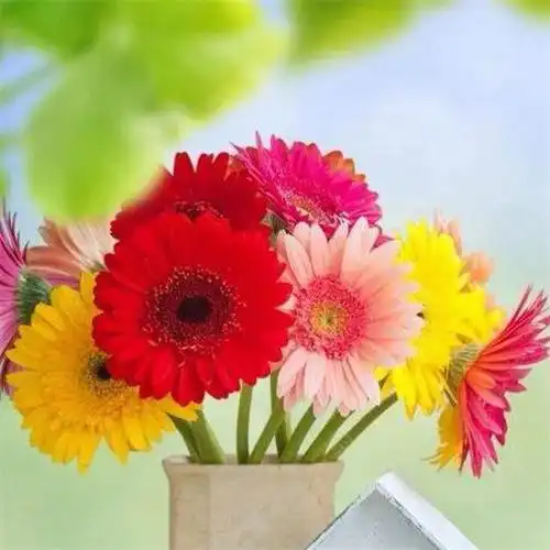 唯美清新静物创意头像图片