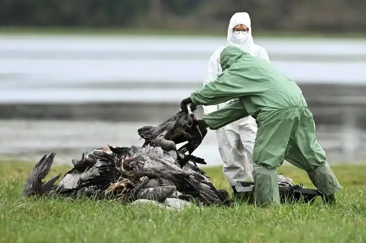 德国:防控禽流感