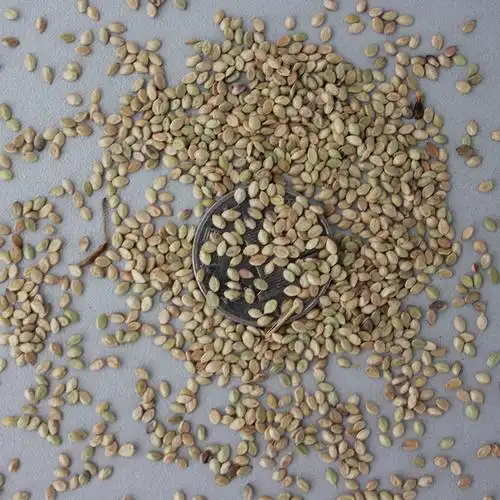 草坪种子百喜草种子批发 百喜草草坪种子 护坡庭院跑道绿化