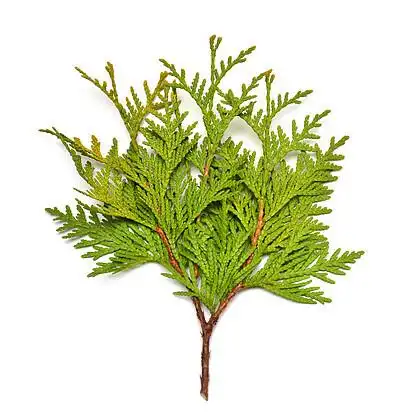 金黄侧柏的分支在白色背景隔绝了.针叶树.冬天.圣诞节.平躺, 顶部视图