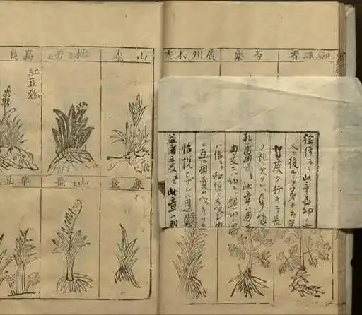 犀牛角,清热解毒,凉血定惊_犀角_药材_功效