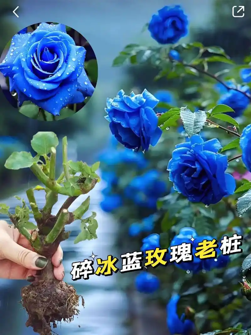 玫瑰老桩蓝玫瑰又名蓝色妖姬,它的花语:"清纯的爱,敦厚善良,遇见你是