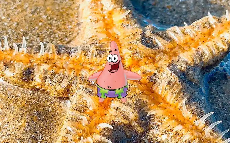 派大星你别跑|偶遇海星星星星星