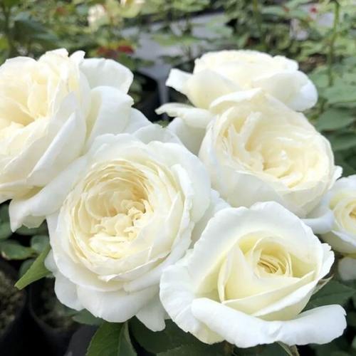 坦尼克白雪公主阳台白色玫瑰花苗盆栽特大花浓香四季观花植物勤花