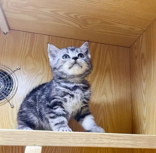 美短虎斑 #美短