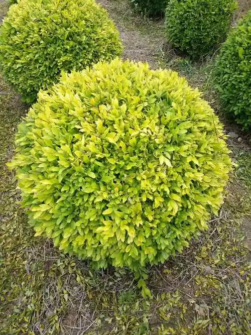 水蜡球图片(水蜡树苗多少钱一颗)