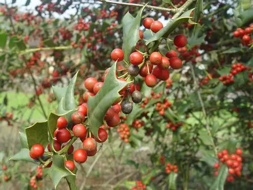 长满红果的八角刺(观赏树出售)