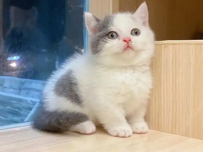 胖乎乎矮脚净梵弟弟店里现猫