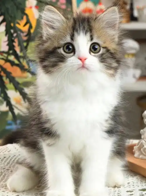 广州  #猫  #广州猫舍  #起司猫  #长毛起司猫  #新手养猫