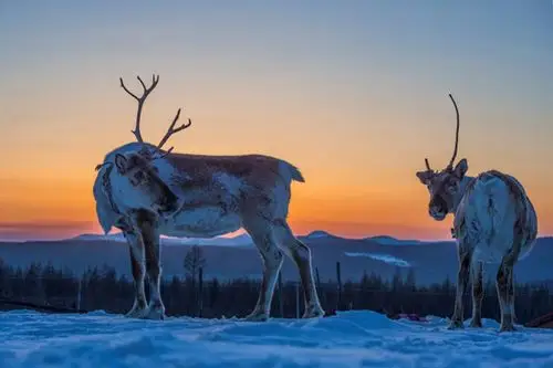 european reindeer introduced to inner mongolia