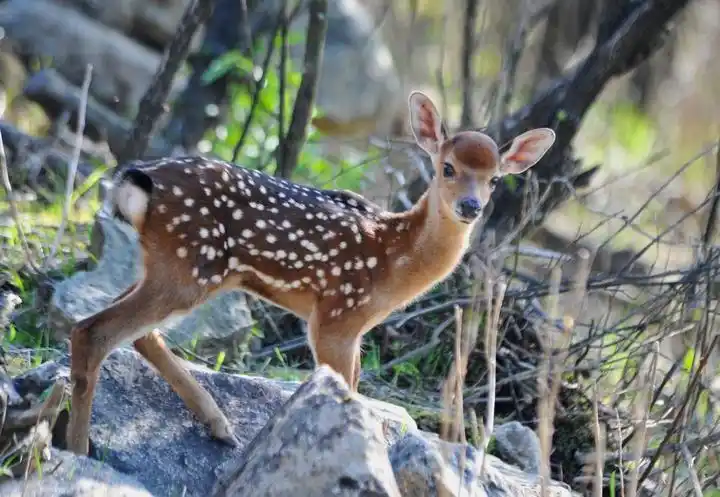 今天清凉峰这场小别离 6头华南梅花鹿首次野外放归