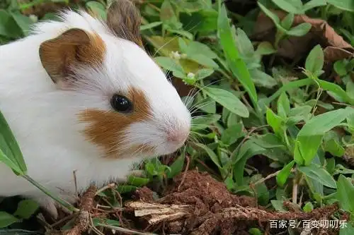 男属羊女属鼠相配吗,男属老鼠女属羊相配吗