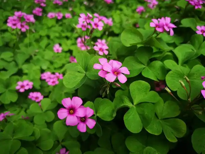 红花酢浆草(手机随拍)