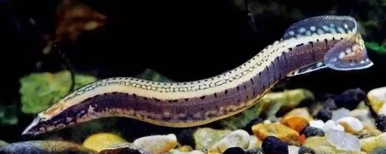 火龙鱼怎么养?他们的寿命是多长?